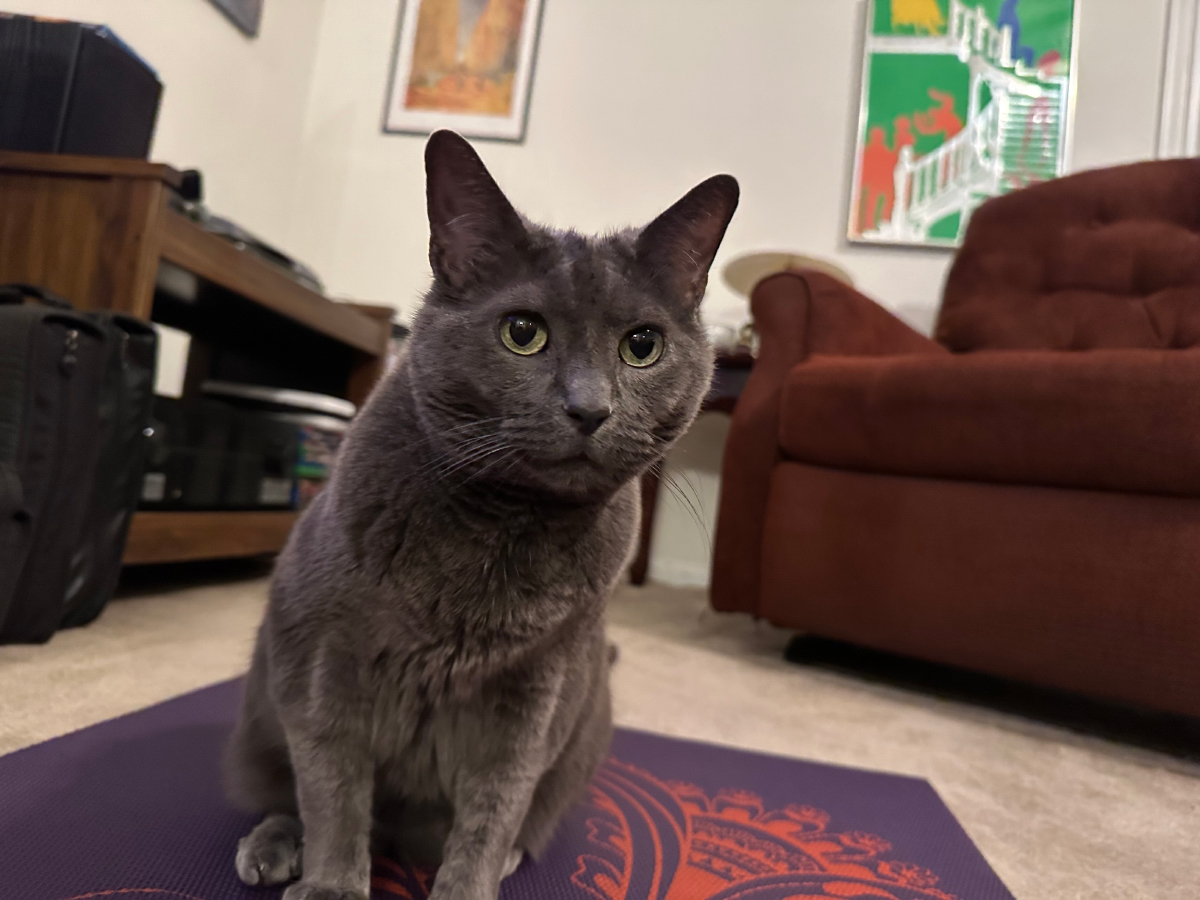 Words Your Cat Understands: Olga’s Language Skills