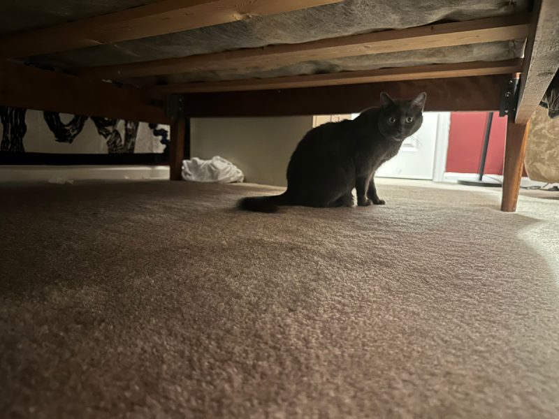 This is where I hide after I misbehave.