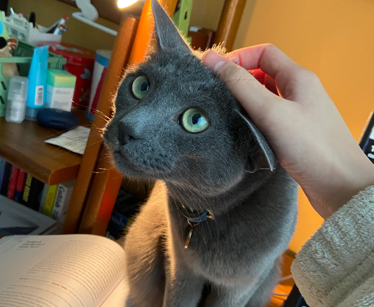 Wes petting Raphael on the head