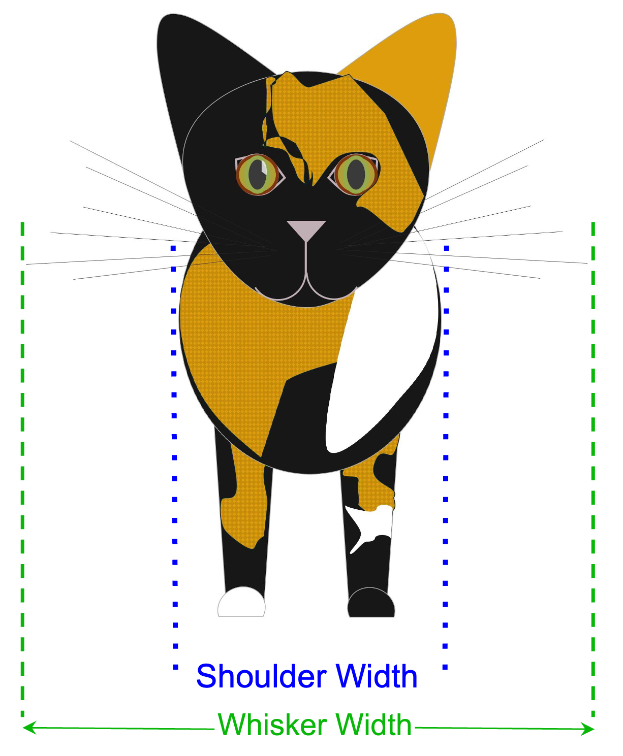 Zazzles' shoulder and whisker width