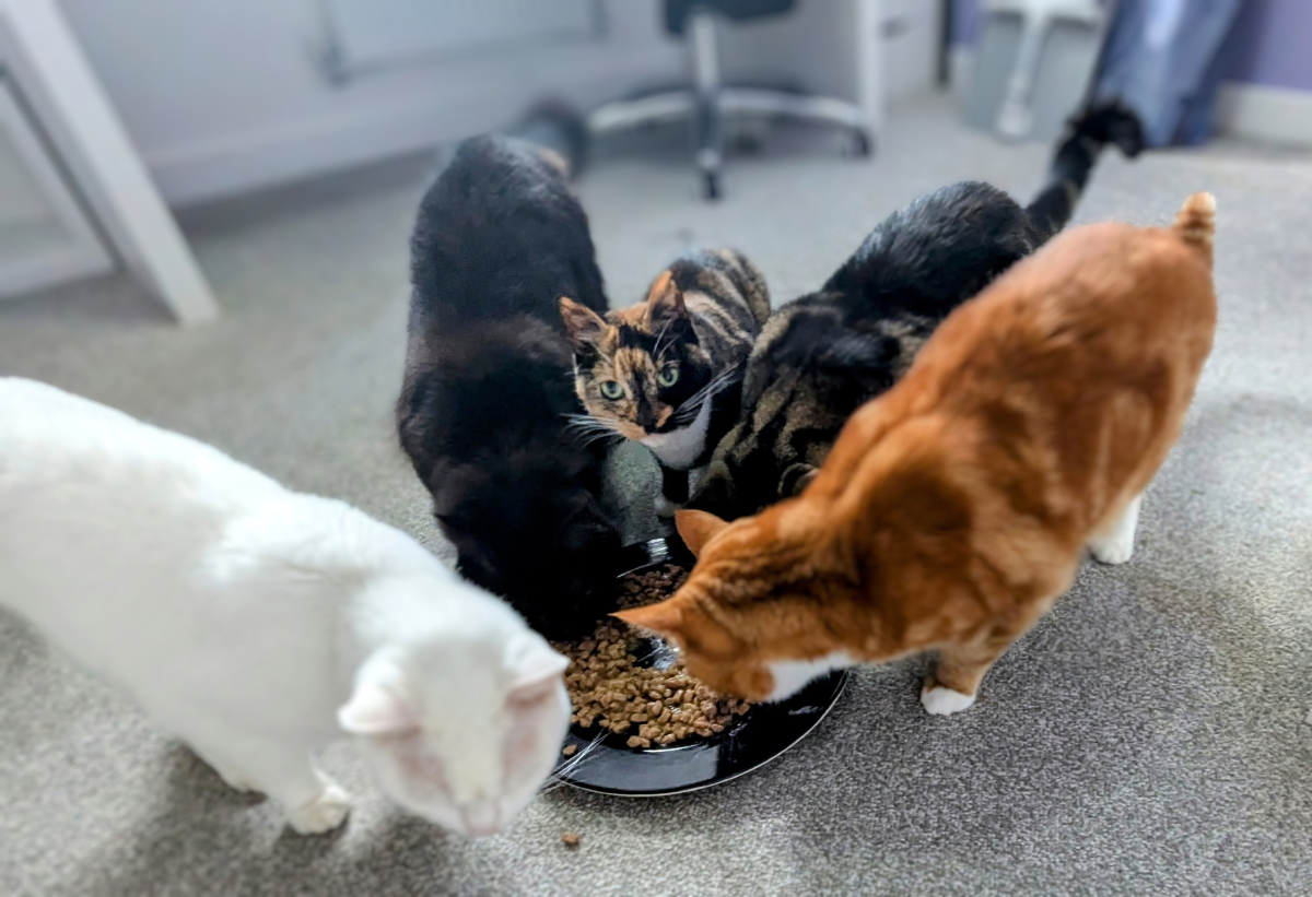 Zazzles and Her Multiple Personalities