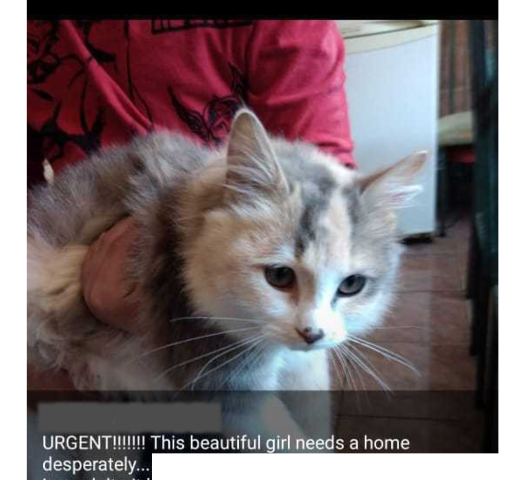 adoption post of Ivy