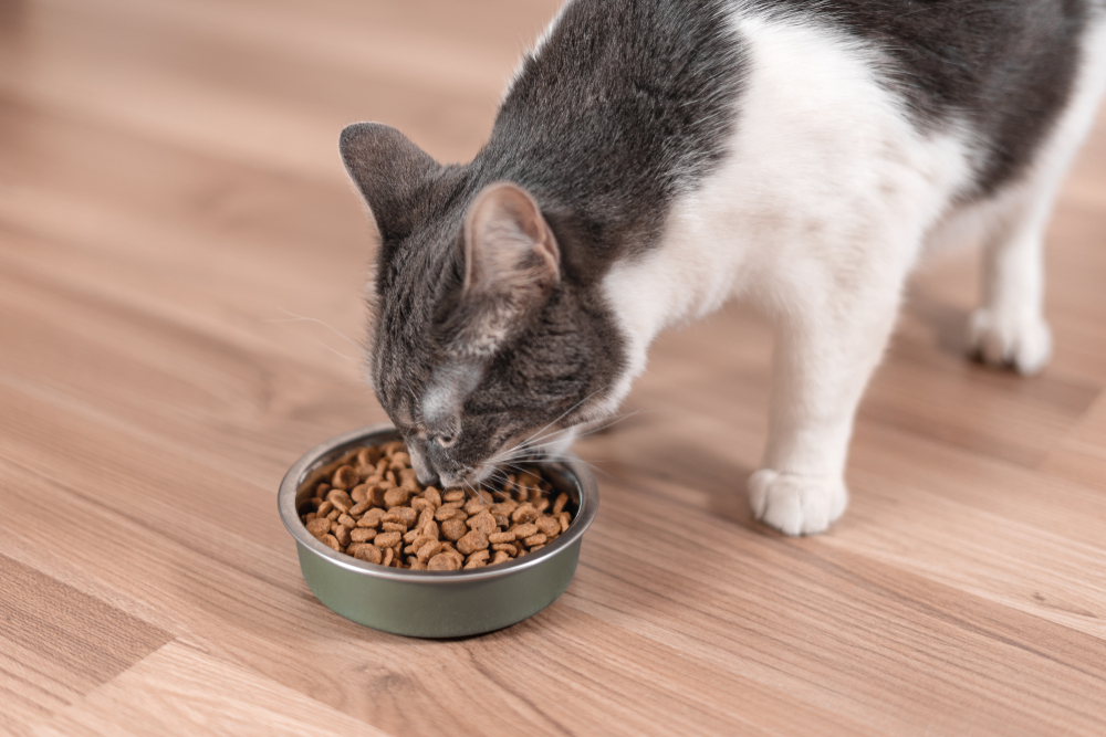 What Should I Do If My Cat's Food Is Recalled? 5 Vet-Approved Steps