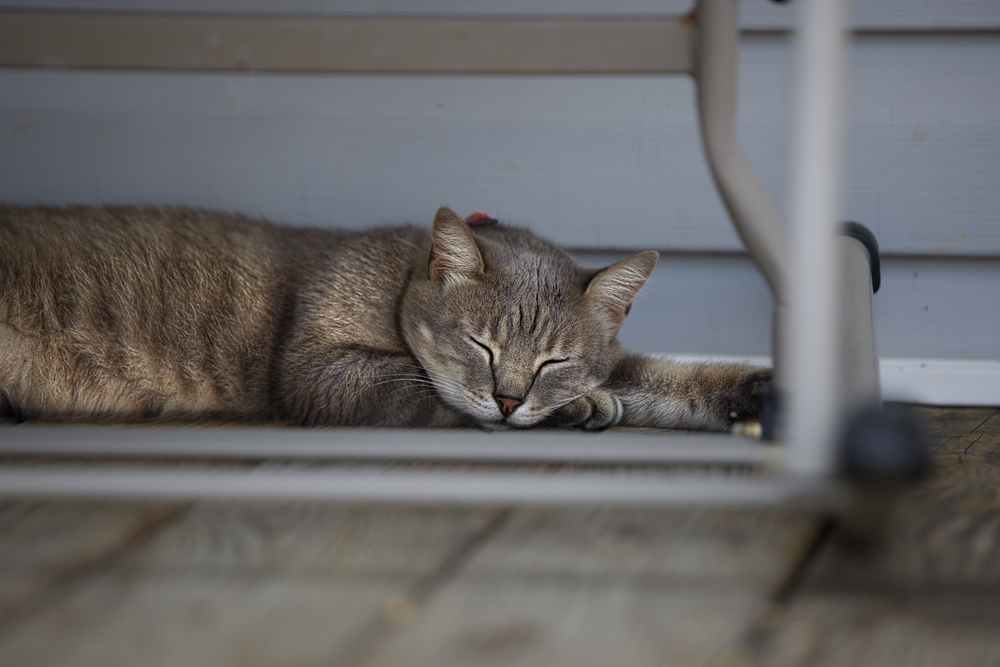 Why Does My Cat Purr When They’re Asleep? Vet-Reviewed Feline Behavior