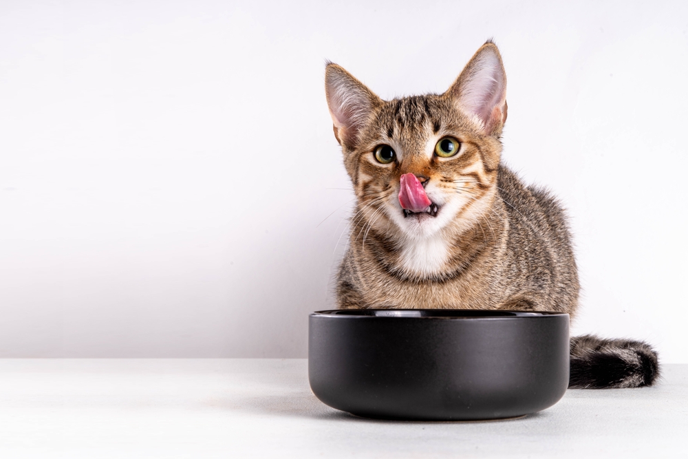 10 Best Cat Bowls in 2026 - Reviews and Top Picks (Vet-Verified)