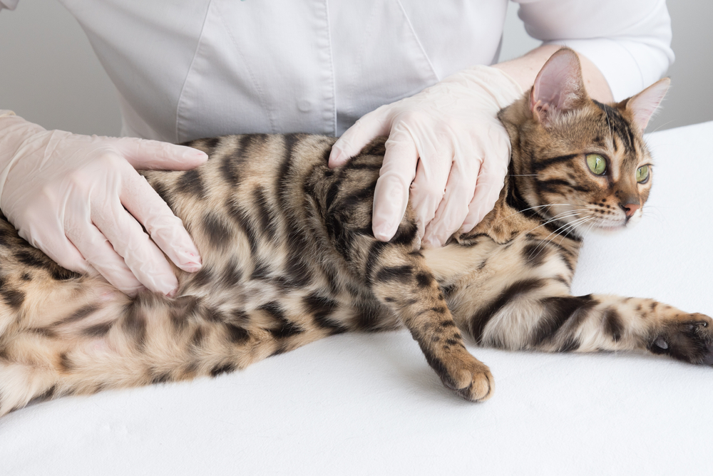 Spay/Neuter Complications in Cats: What Vets Want You to Know