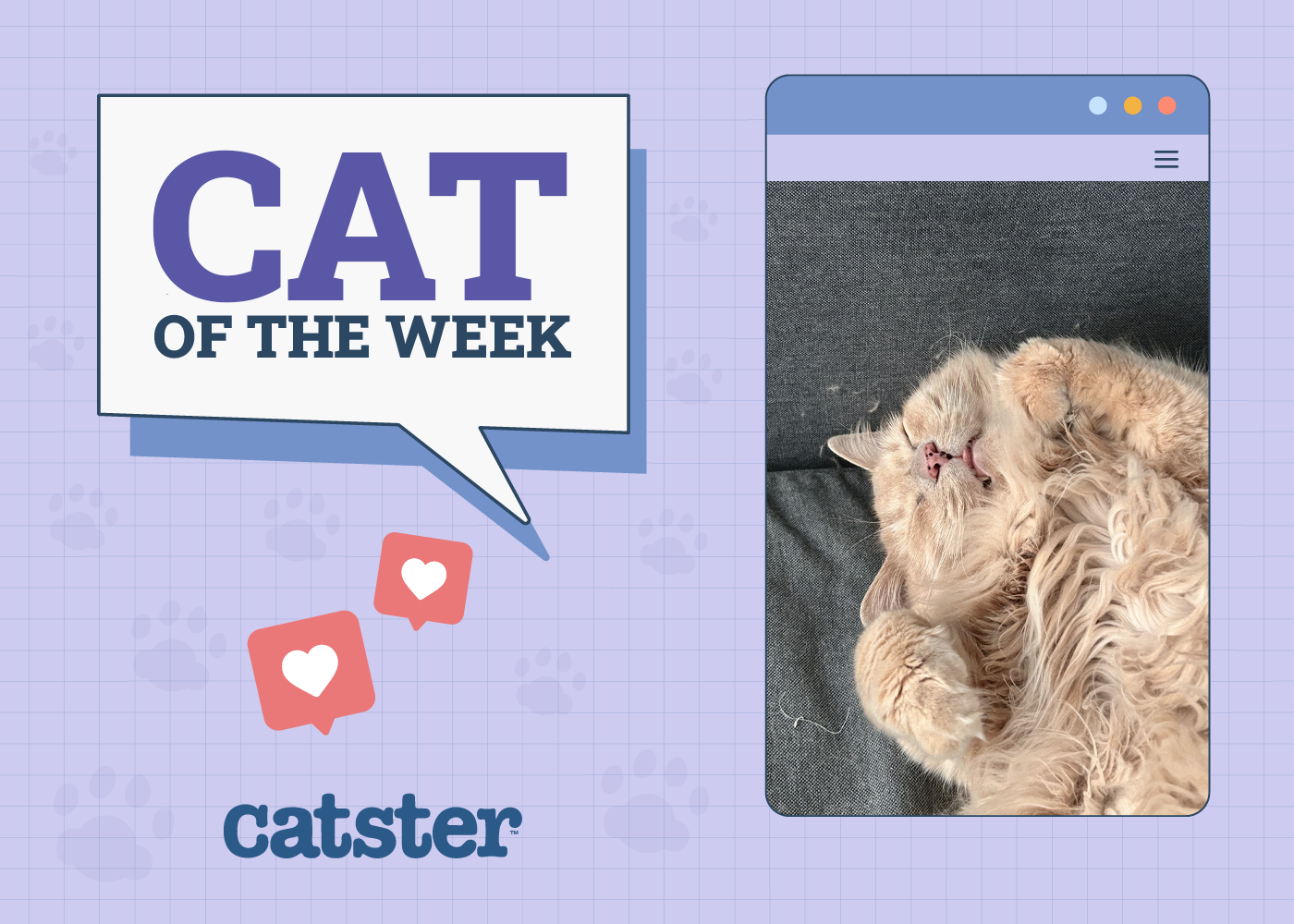 Catster Photo Contest: Cats of the Week Winners (November 14, 2024)