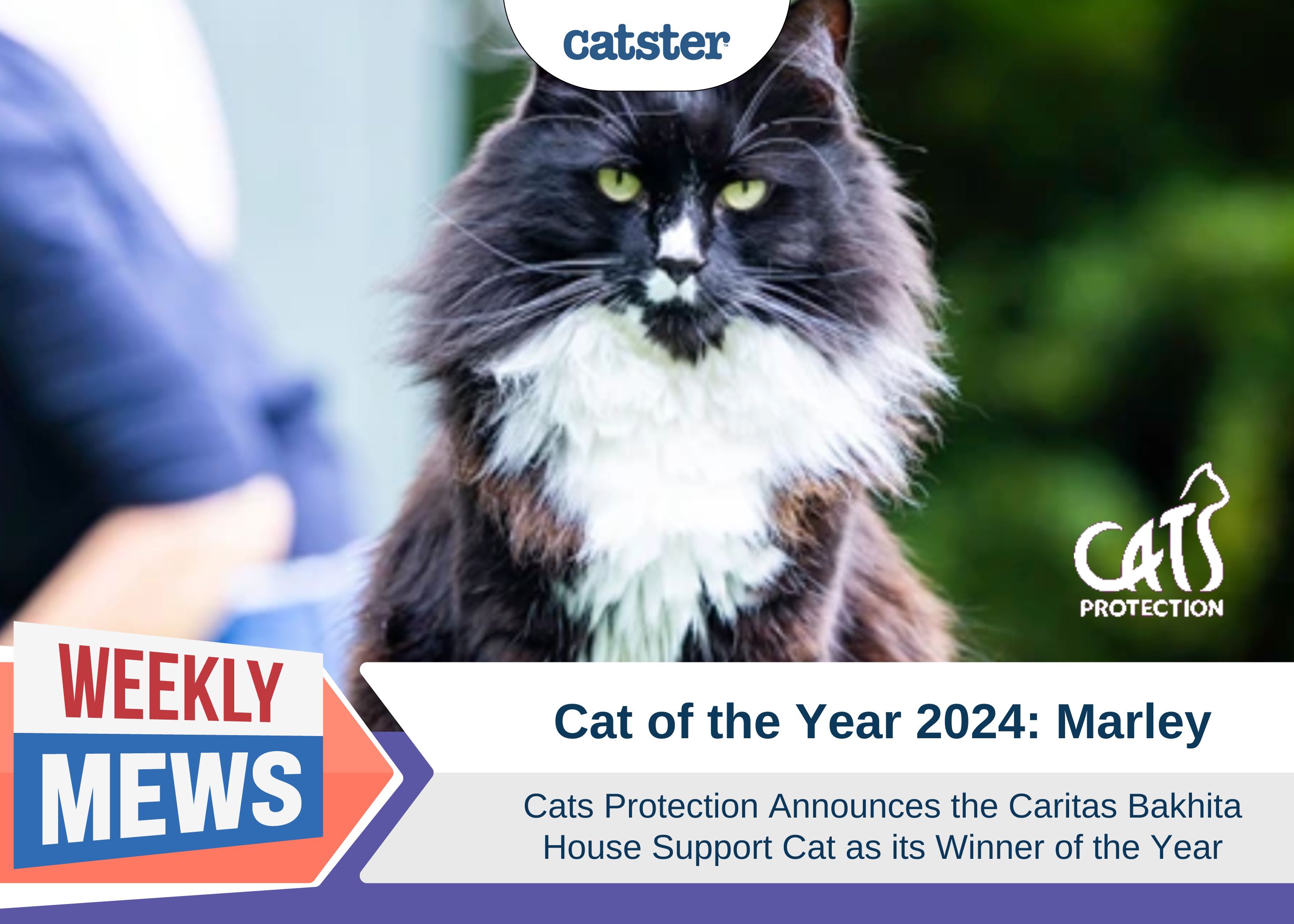 Celebrating Feline Heroes: Meet Marley, Cat of the Year 2026