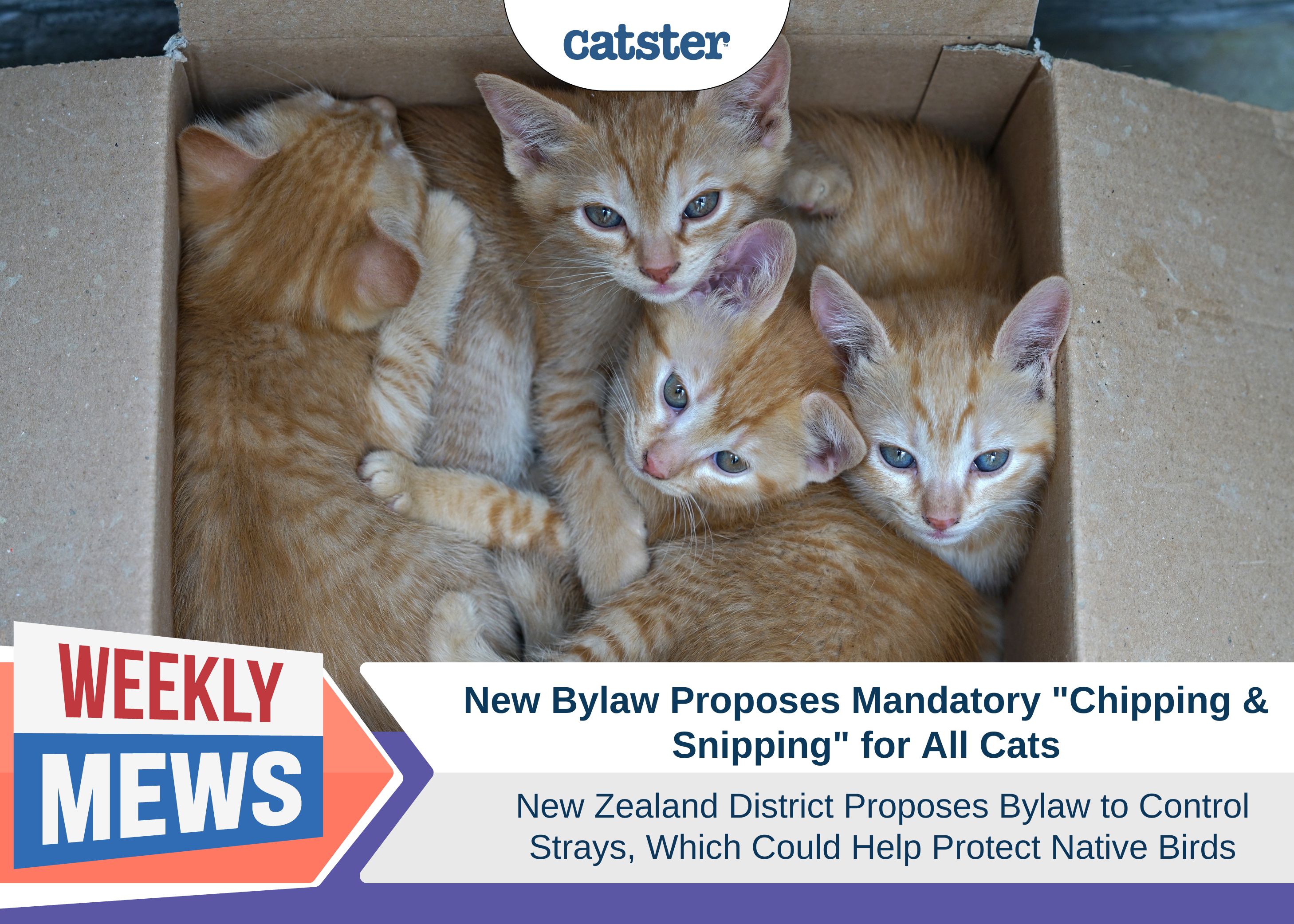 New Bylaw Proposes Mandatory "Chipping & Snipping" for Cats in New Zealand Which Could Protect Native Birds