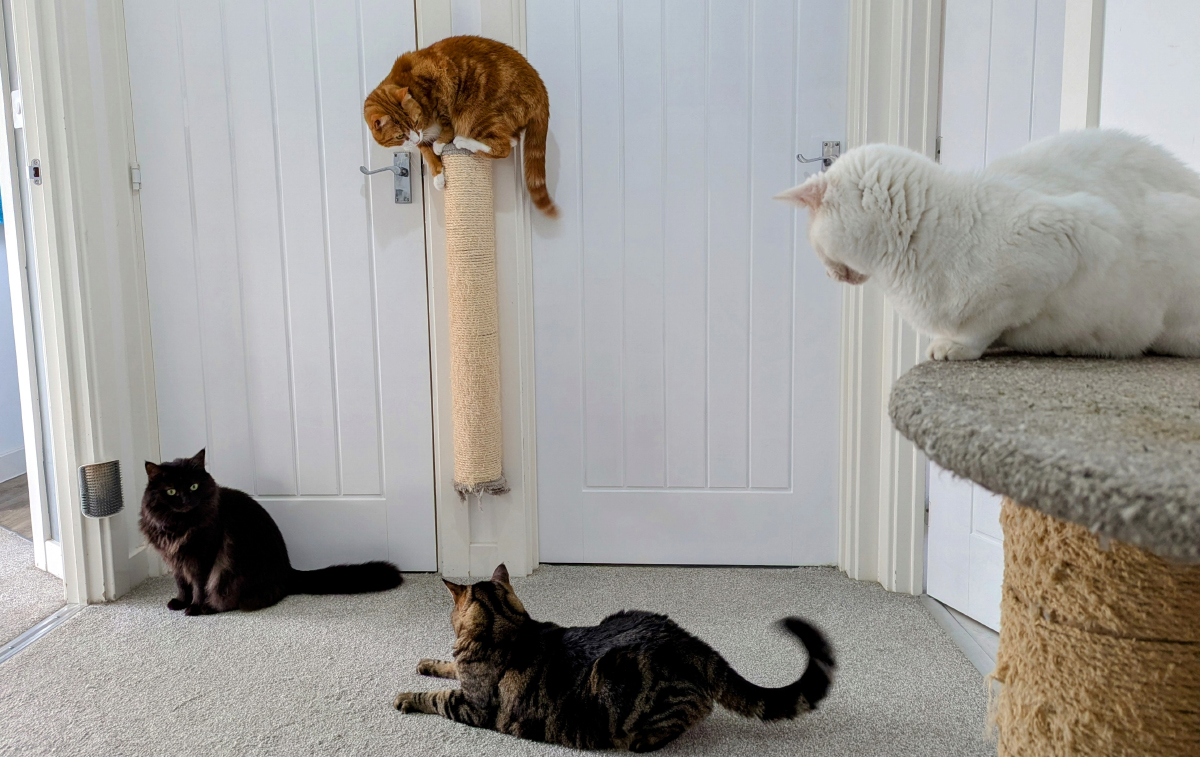 Dr. Karyn's Feline Tried and Tested Home Improvements
