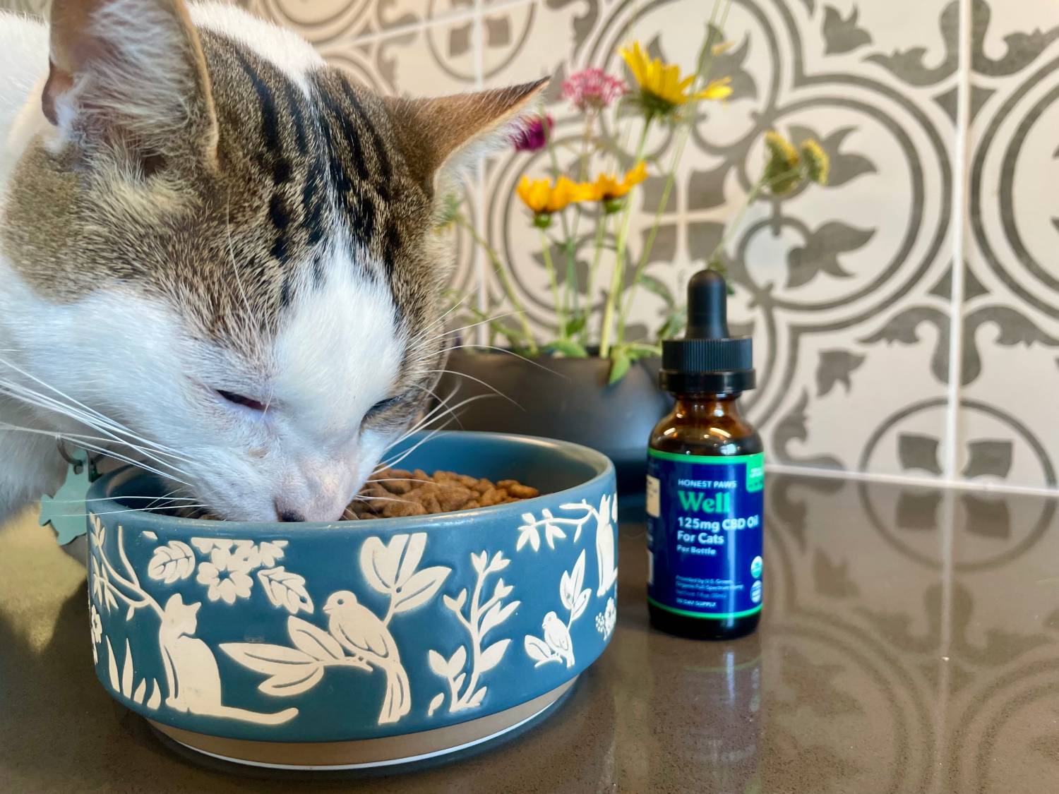 Honest Paws Well CBD Oil Tincture for Cats Review - cat eating from bowl