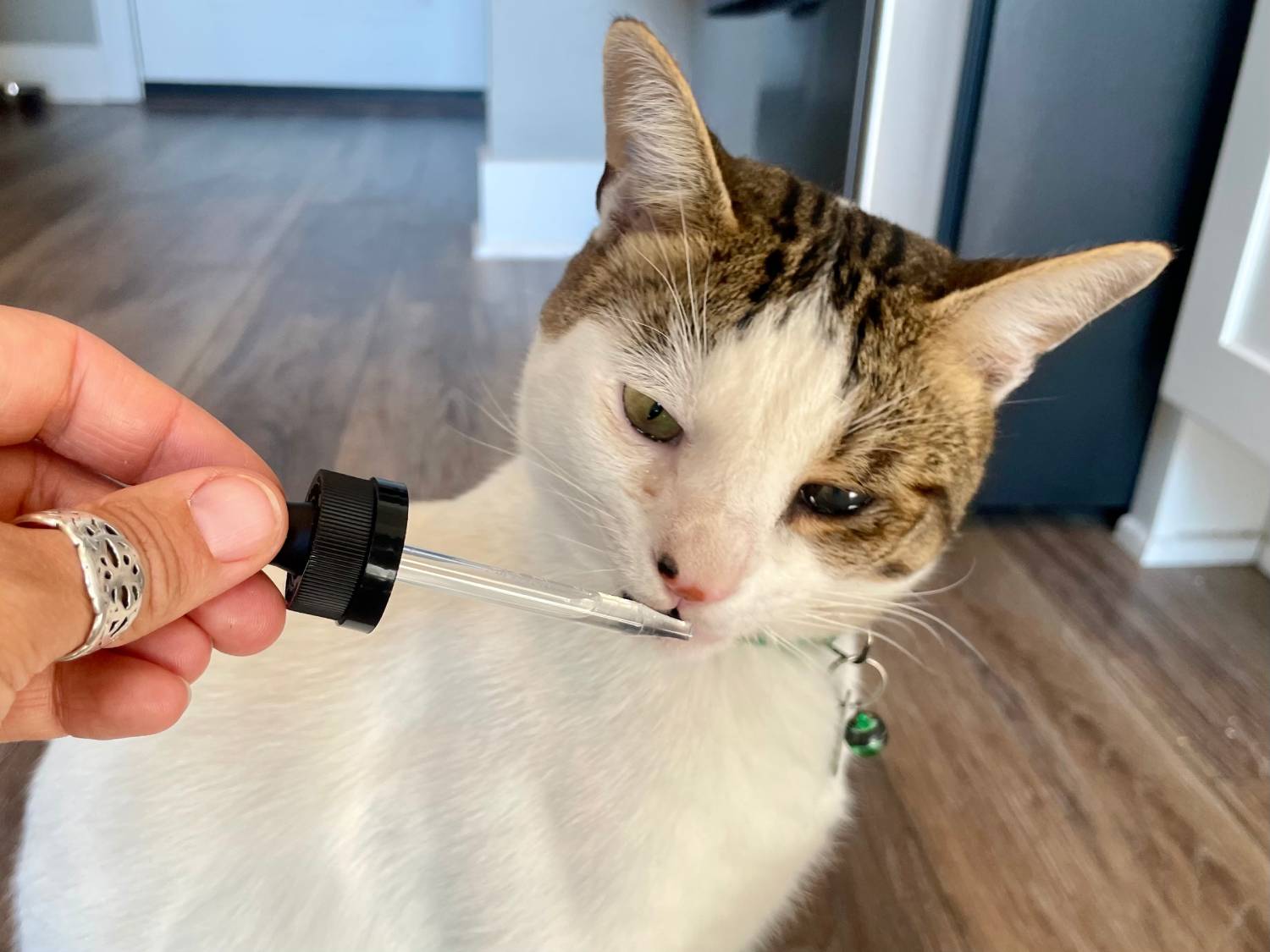 Honest Paws Well CBD Oil Tincture for Cats Review - dropper with cute cat
