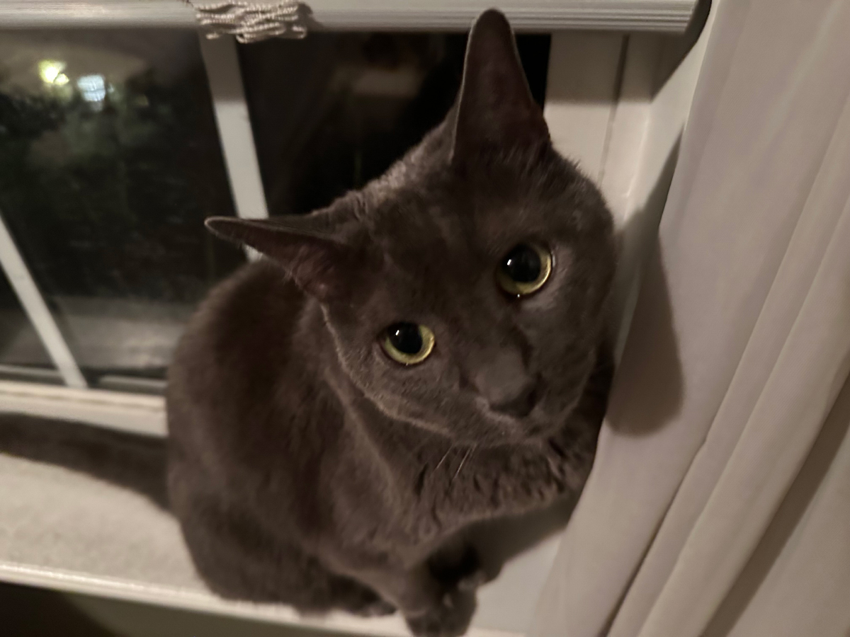 I like sitting in the windowsill even when it's dark outside