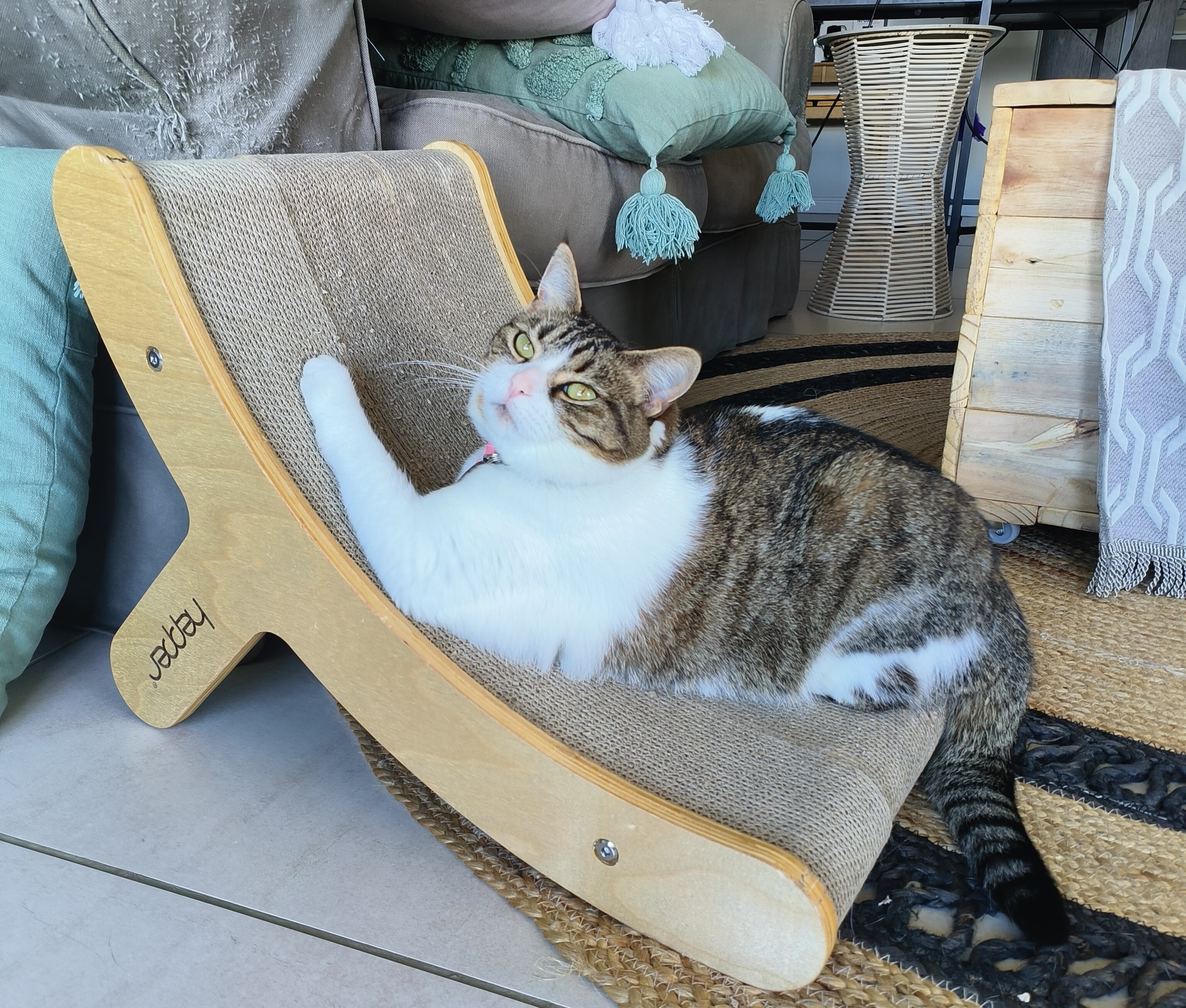 11 Valentine’s Day Gifts for Cat Lovers: 2026 Guide