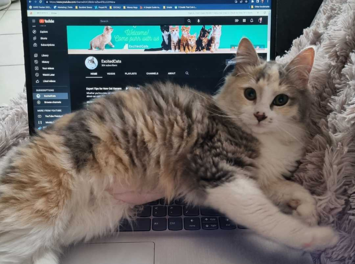 Preparing for a Kitten’s Arrival: How I Prepped for Ivy