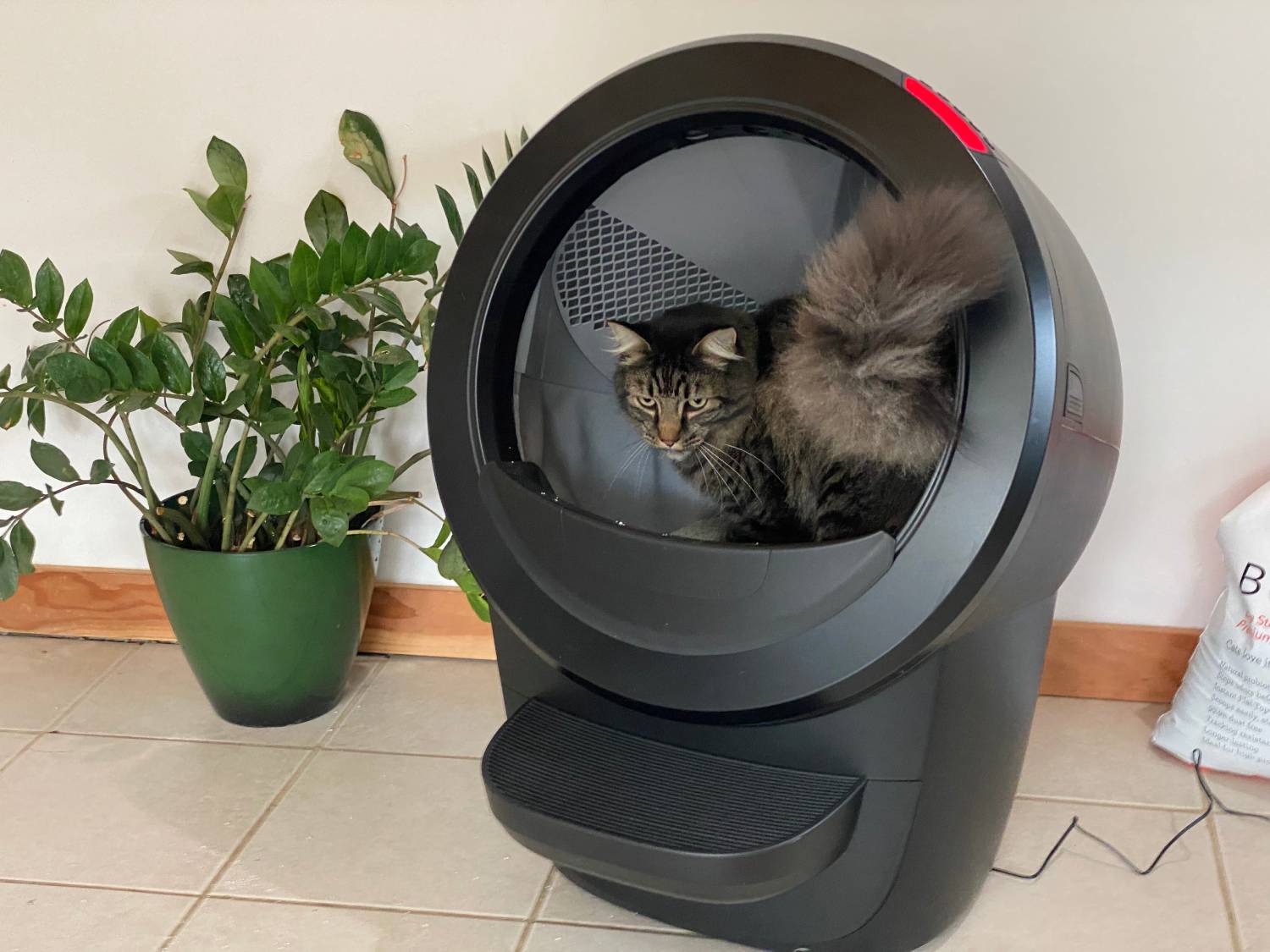 Litter Robot 4 Review - cat using product