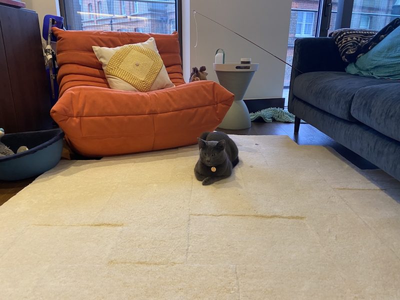 Raphy lying on the carpet