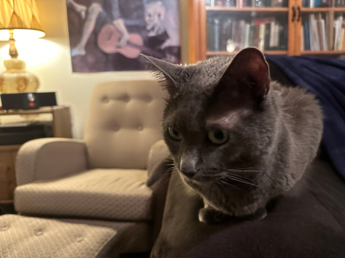 The "loaf" is my preferred position when I'm sitting on the couch.