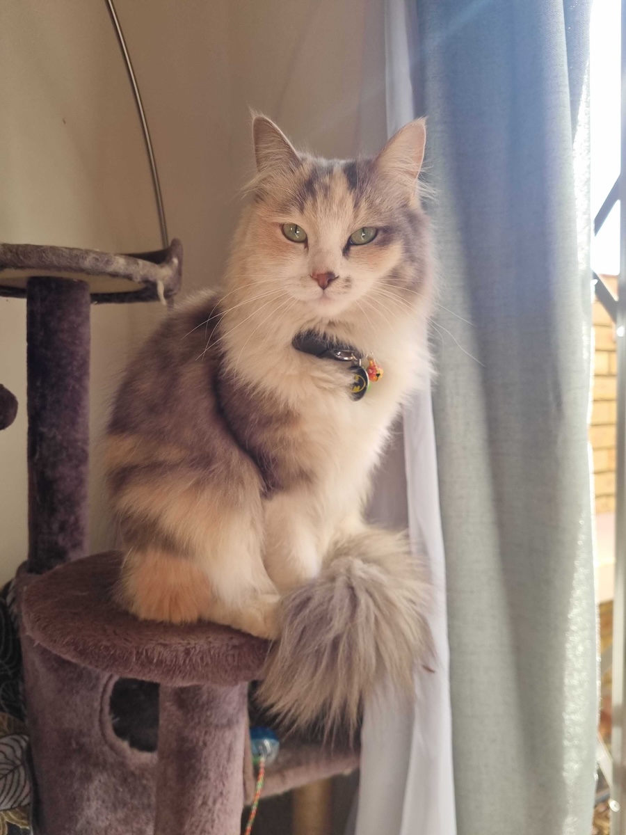 The 'You Forgot My Biskitty' Stare