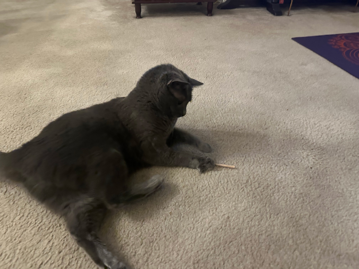 When Toys Put Cats in a Trance: Olga’s Transformation