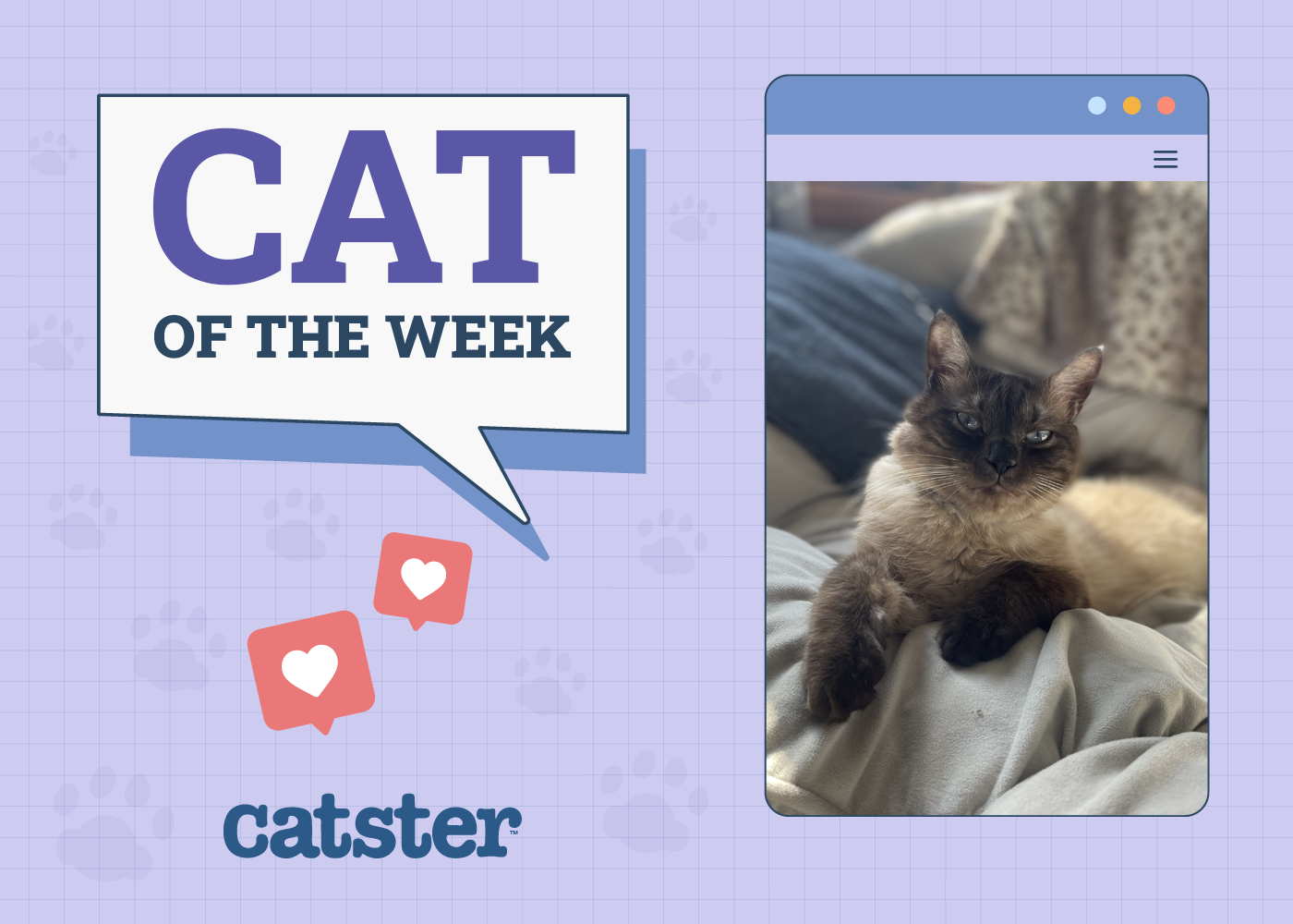 Catster Photo Contest: Cats of the Week Winners (November 21, 2024)