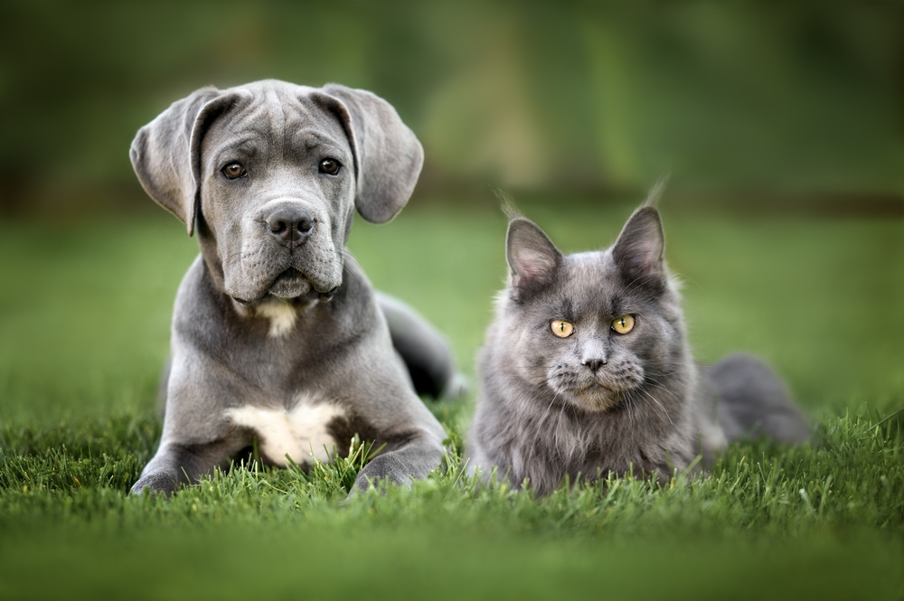 cane corso puppy and maine coon kitten outdoors
