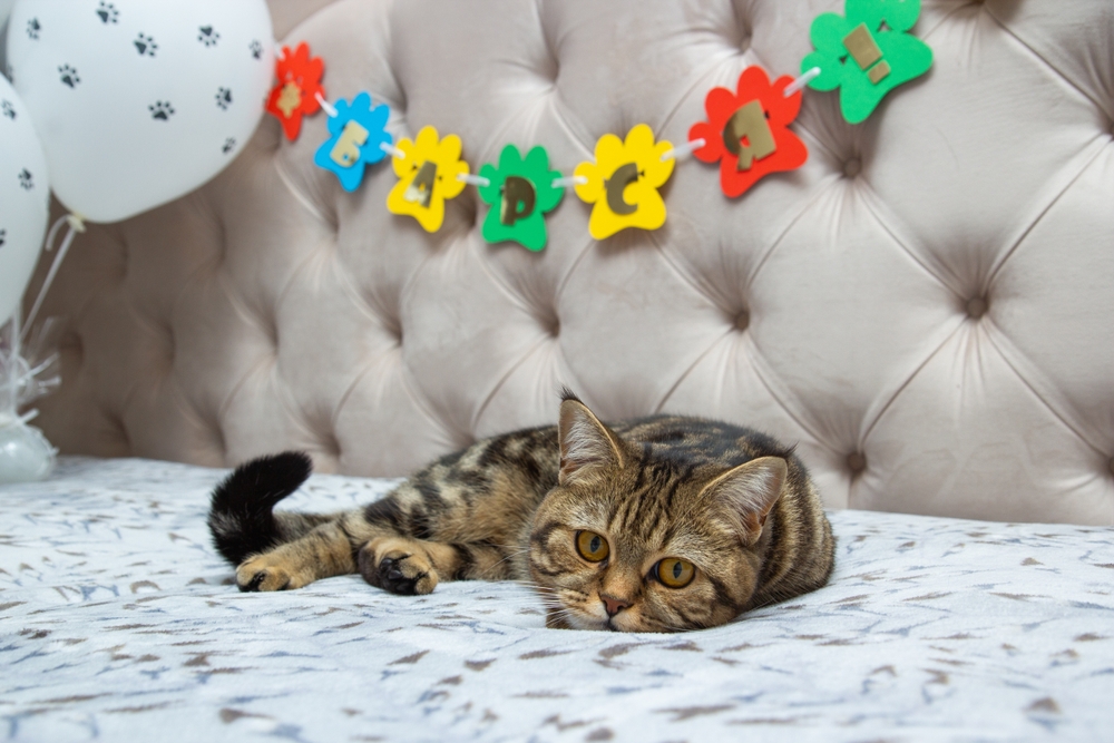 cat on a bed with birthday decorations