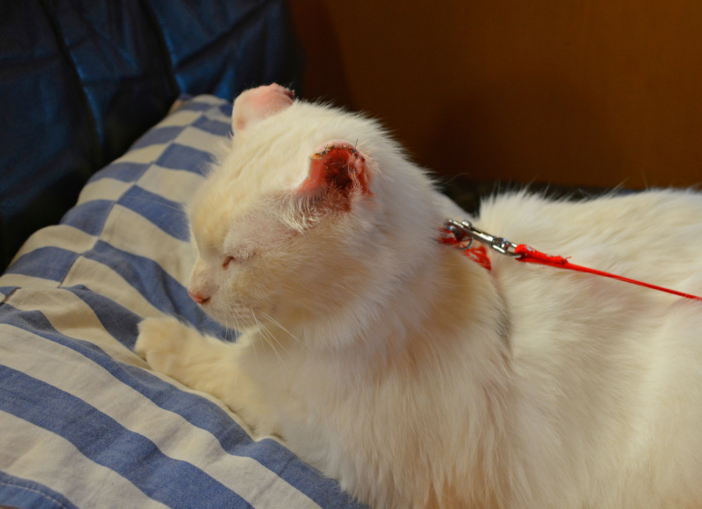cat recovers from surgery at home for ear cancer on both ears