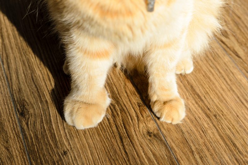 cat with a swollen paw