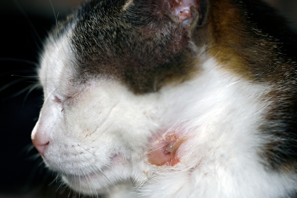 cat with abscess on the neck