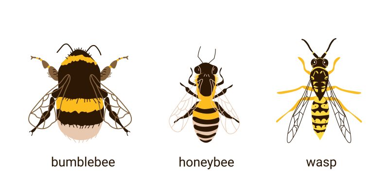 comparison of three insects - bee, wasp, and bumblebee