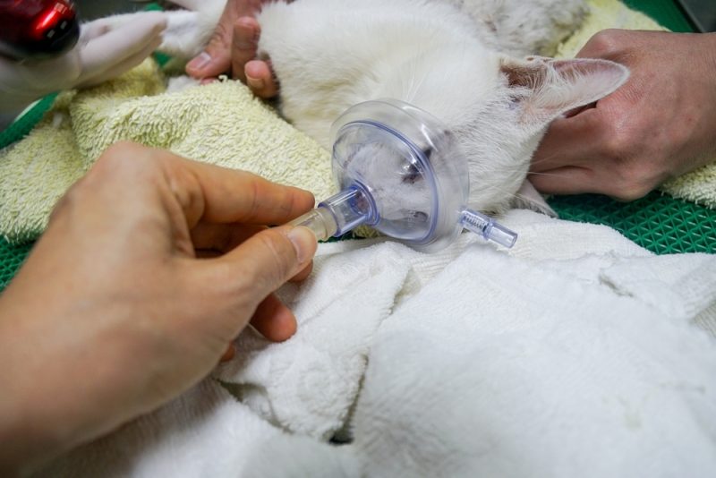 doctor is giving oxygen through a mask to a white cat