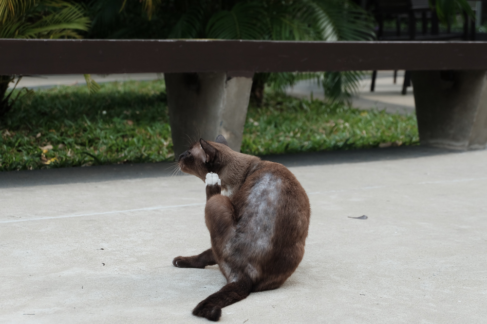stray cat with skin disease scratching the ear