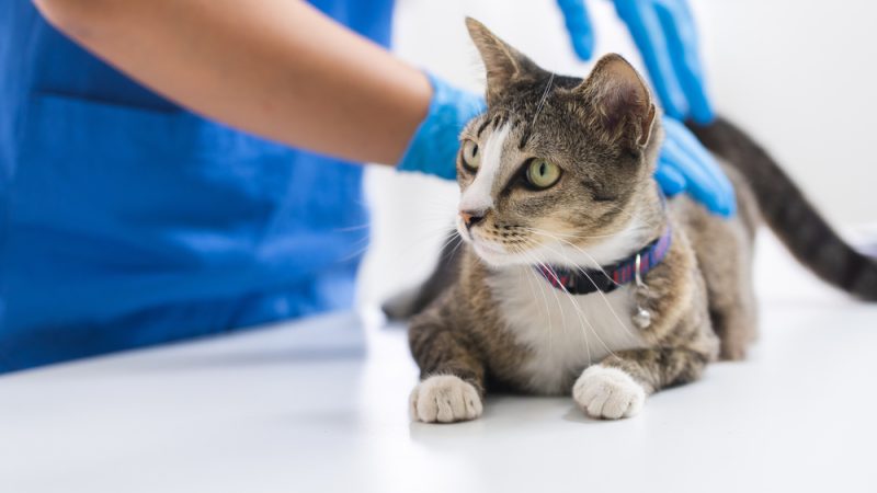 How to Treat a Burned Cat Paw Pad: 6 Vet-Approved Tips