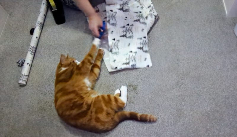 Alex was definitely more interested in playing than being wrapped