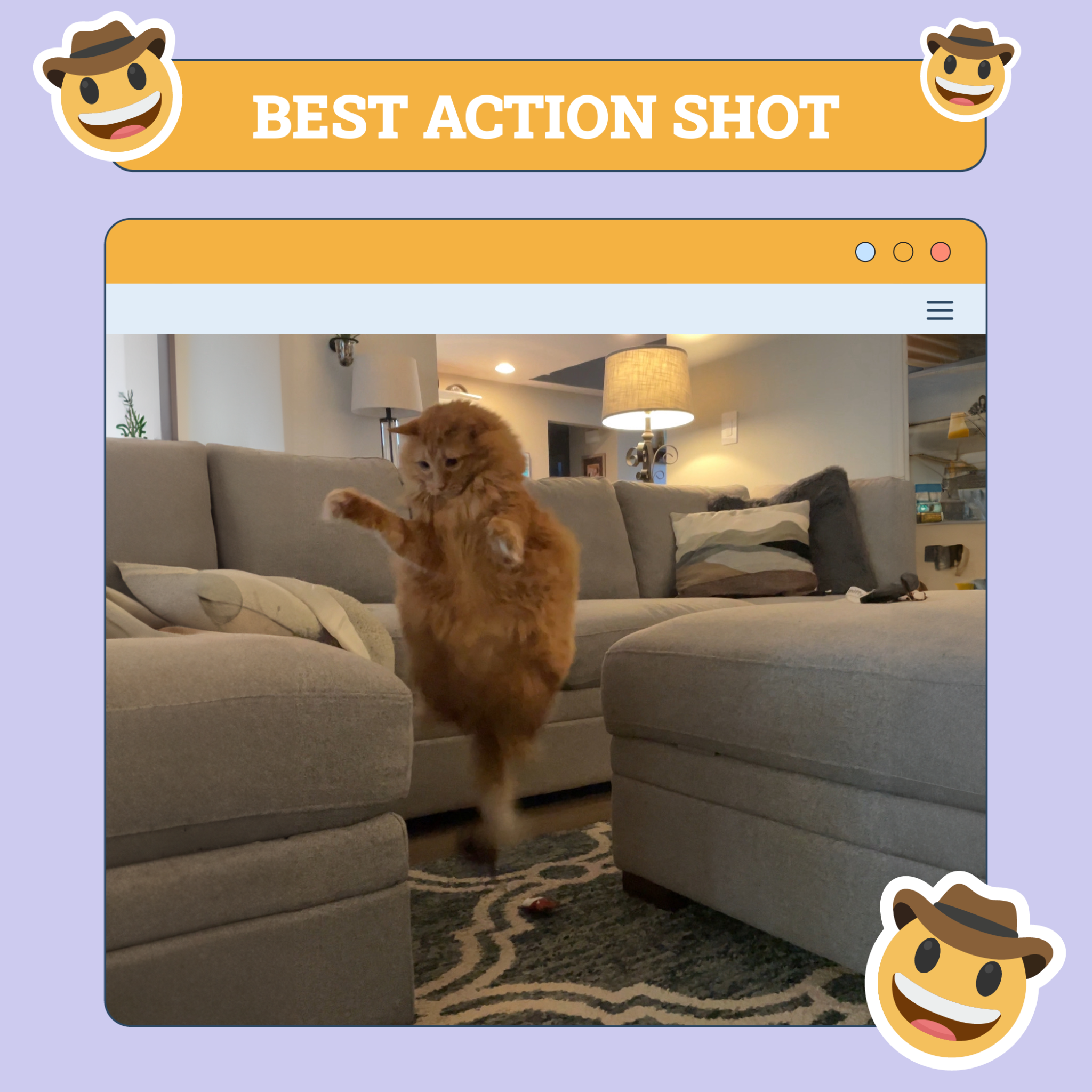 Best Action Shot Cat Winner of the Week