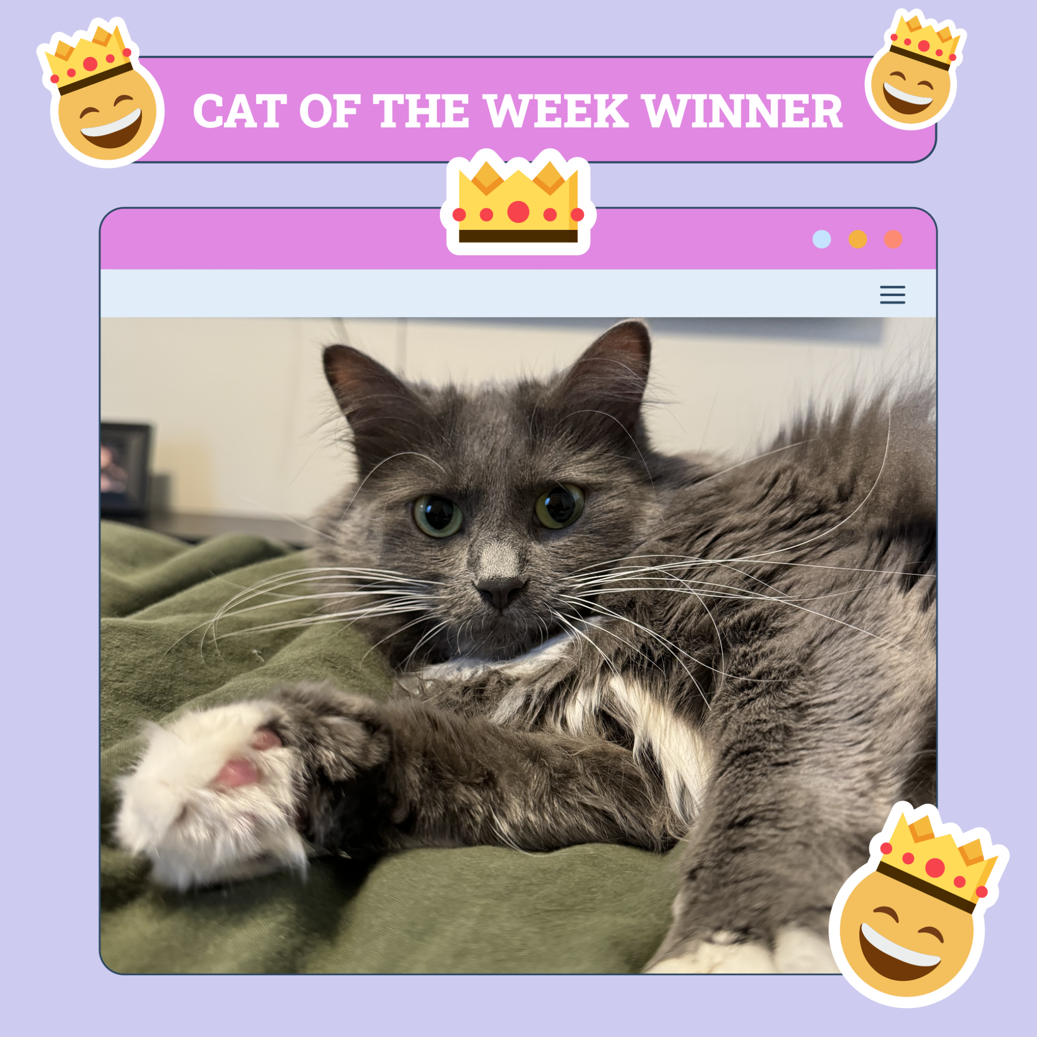 Cat Winner of the Week
