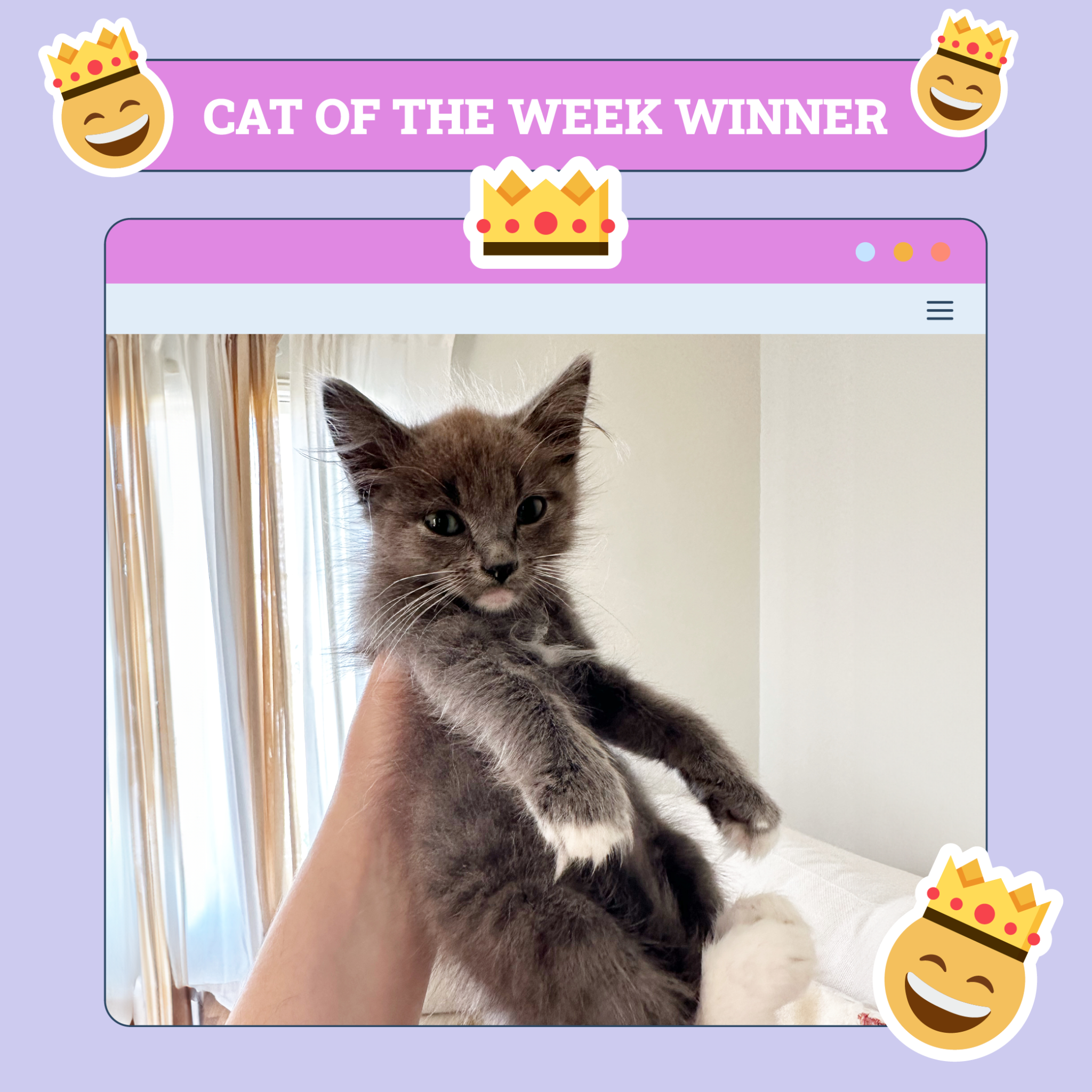 Cat of Week Winner