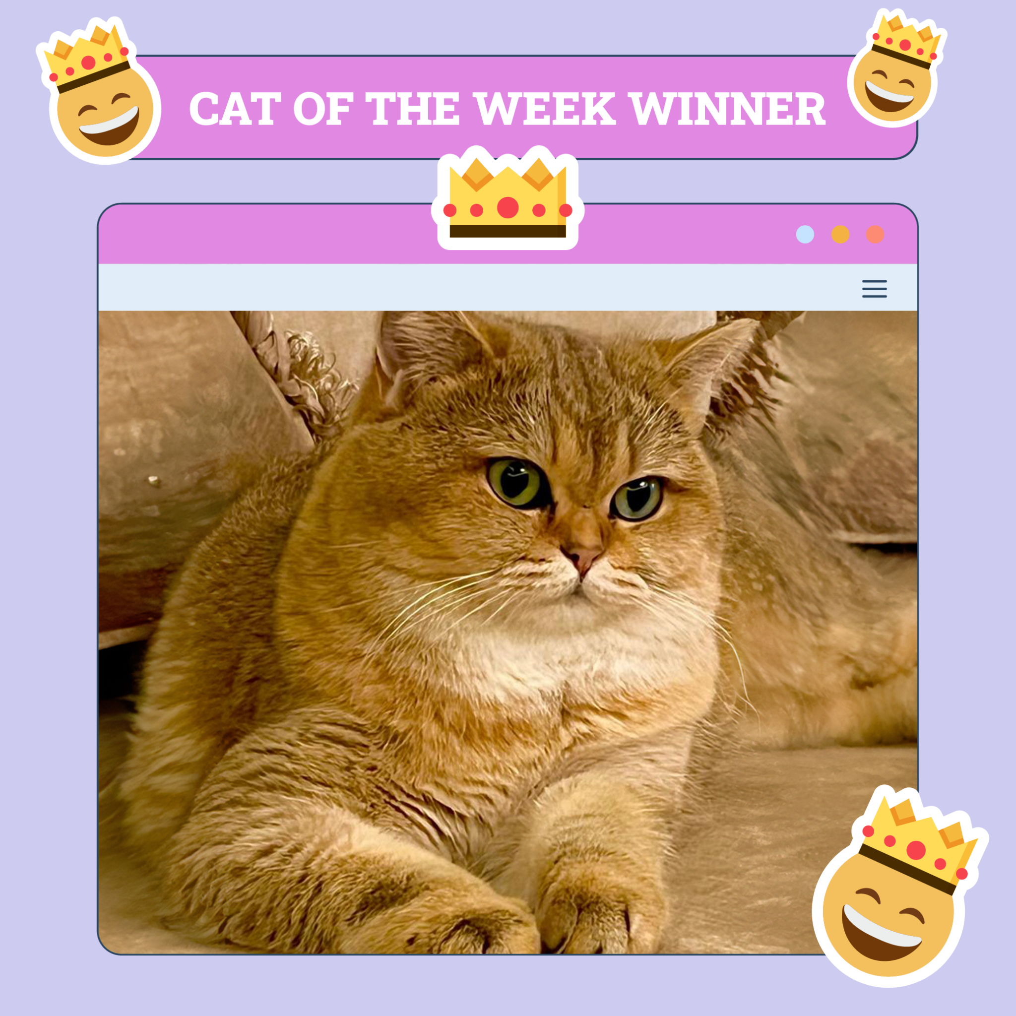 Cats of the Week