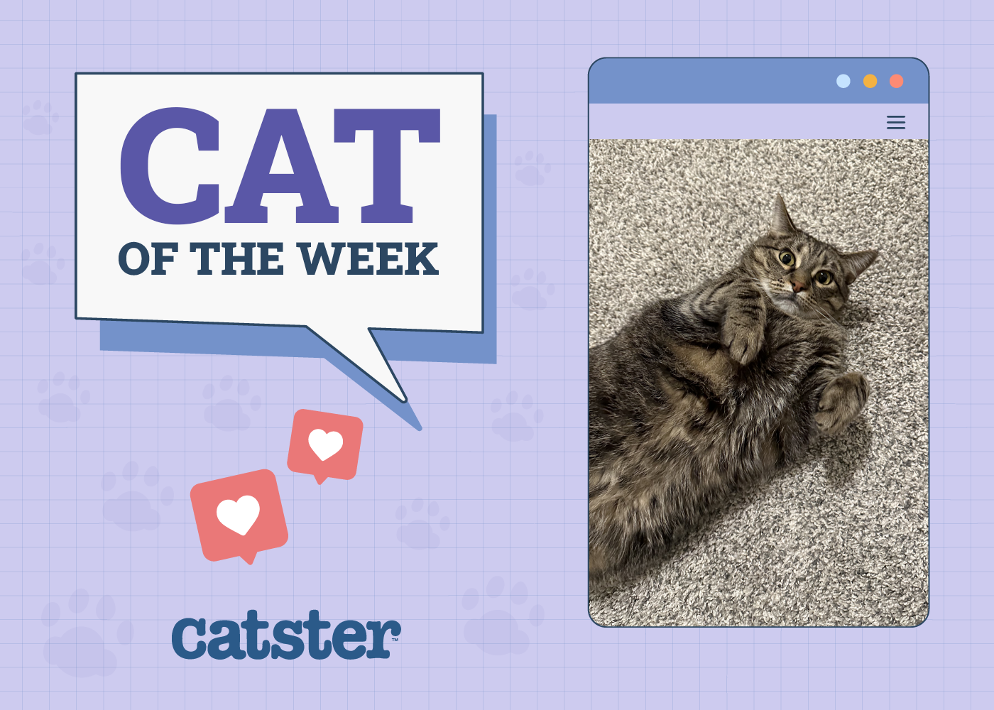 Catster Photo Contest: Cats of the Week Winners (December 12, 2024)