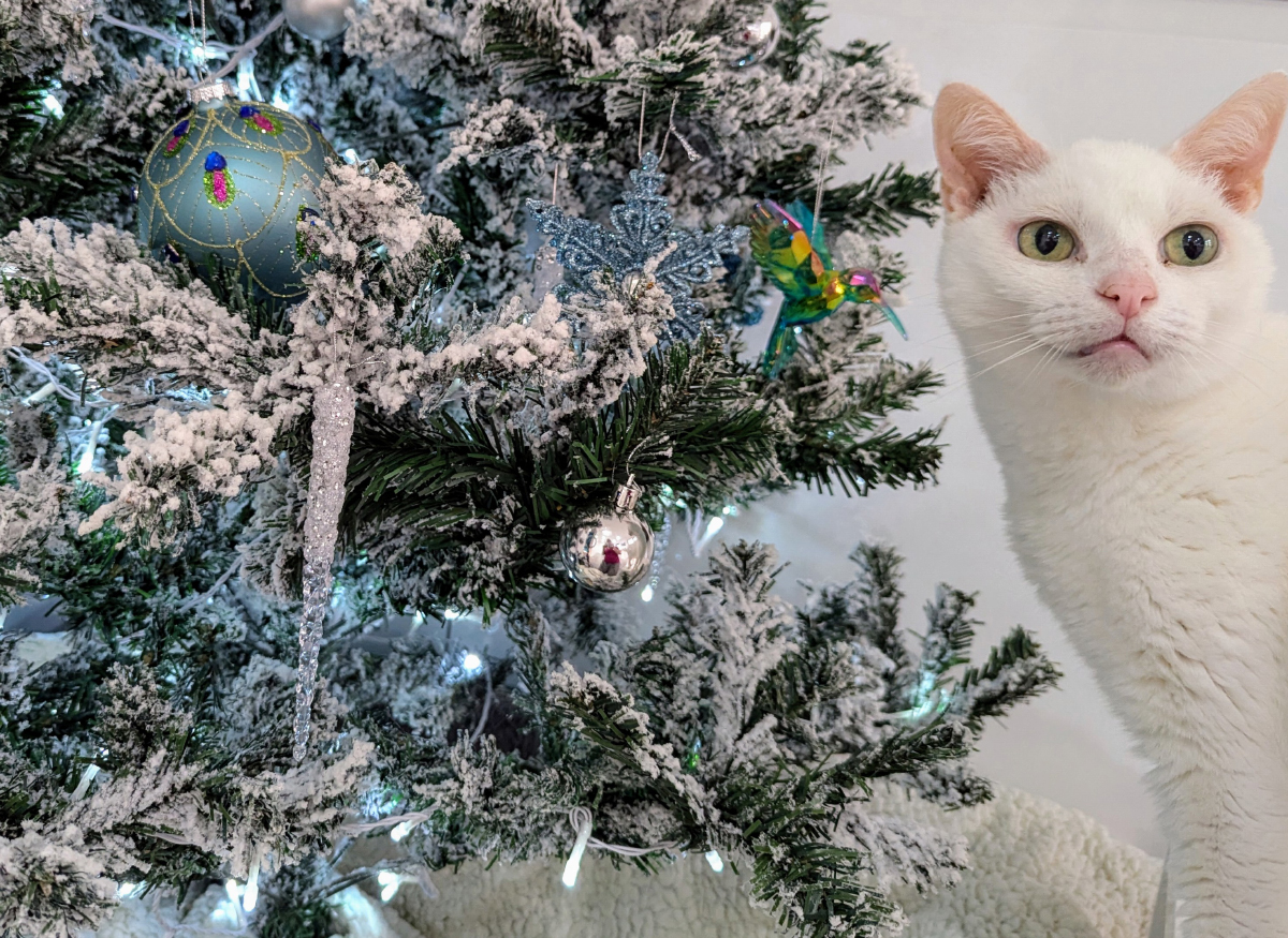 Have Yourself a Furry Little Christmas: Dr. Karyn Gift Wraps Her Cats