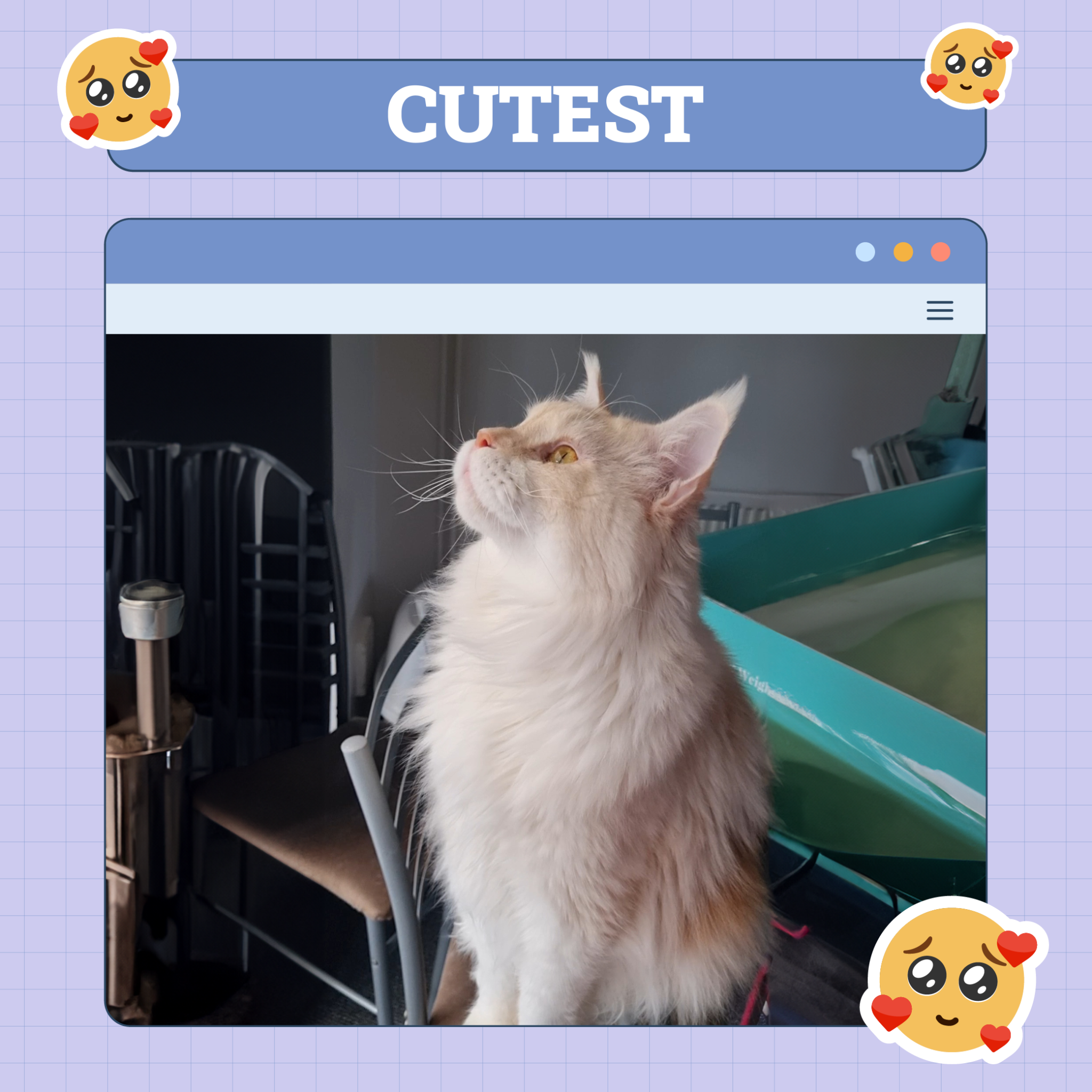 Cutest Cat