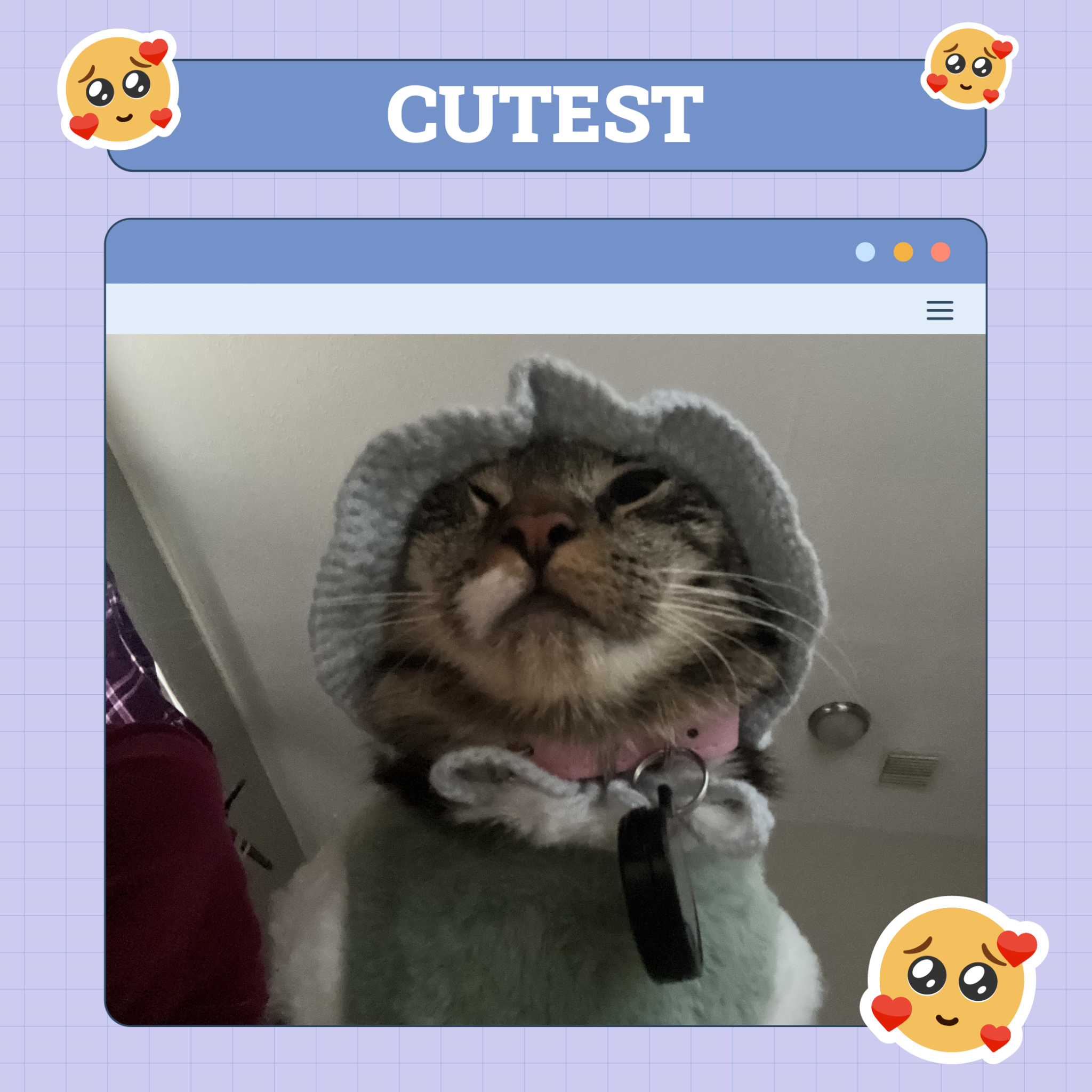 Cutest Cat Winner of the Week