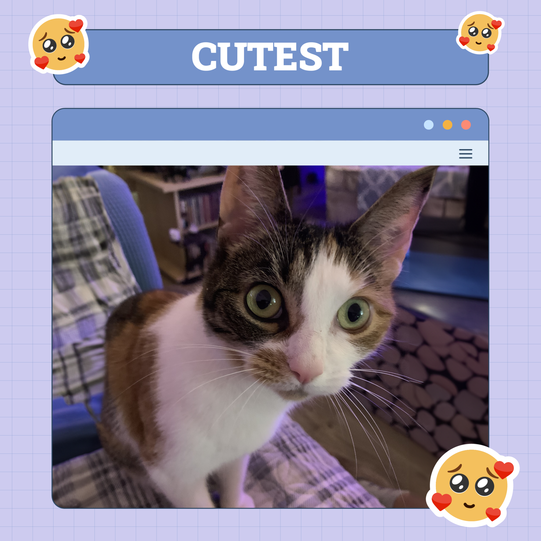 Cutest Cat of the week