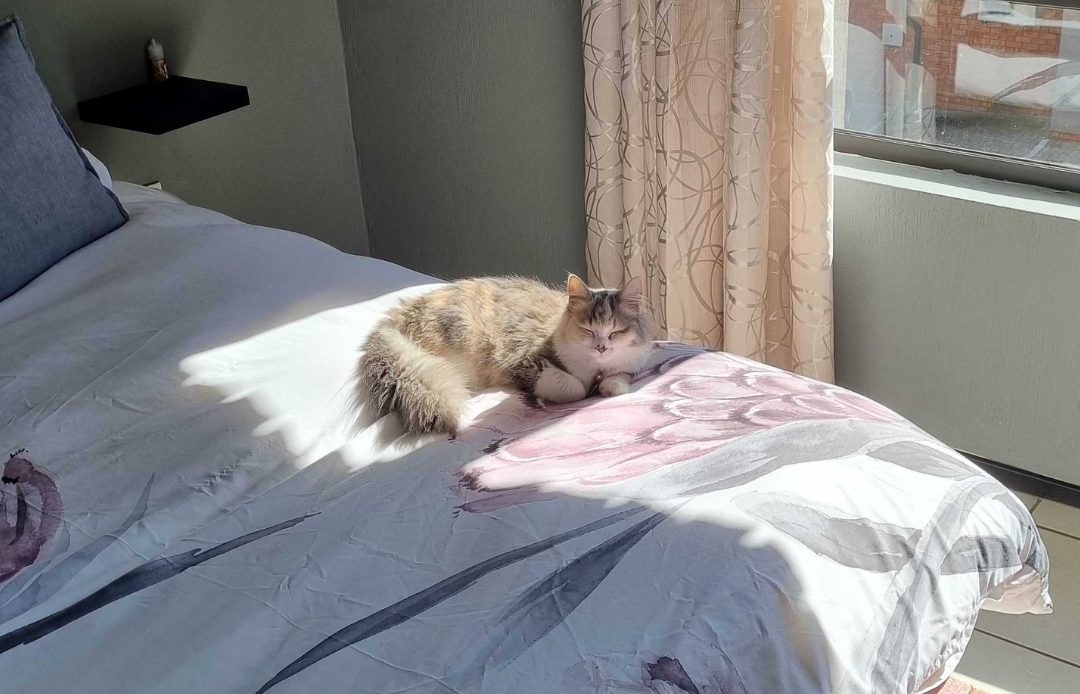 Ivy Settling In: Some of My Favorite Memories