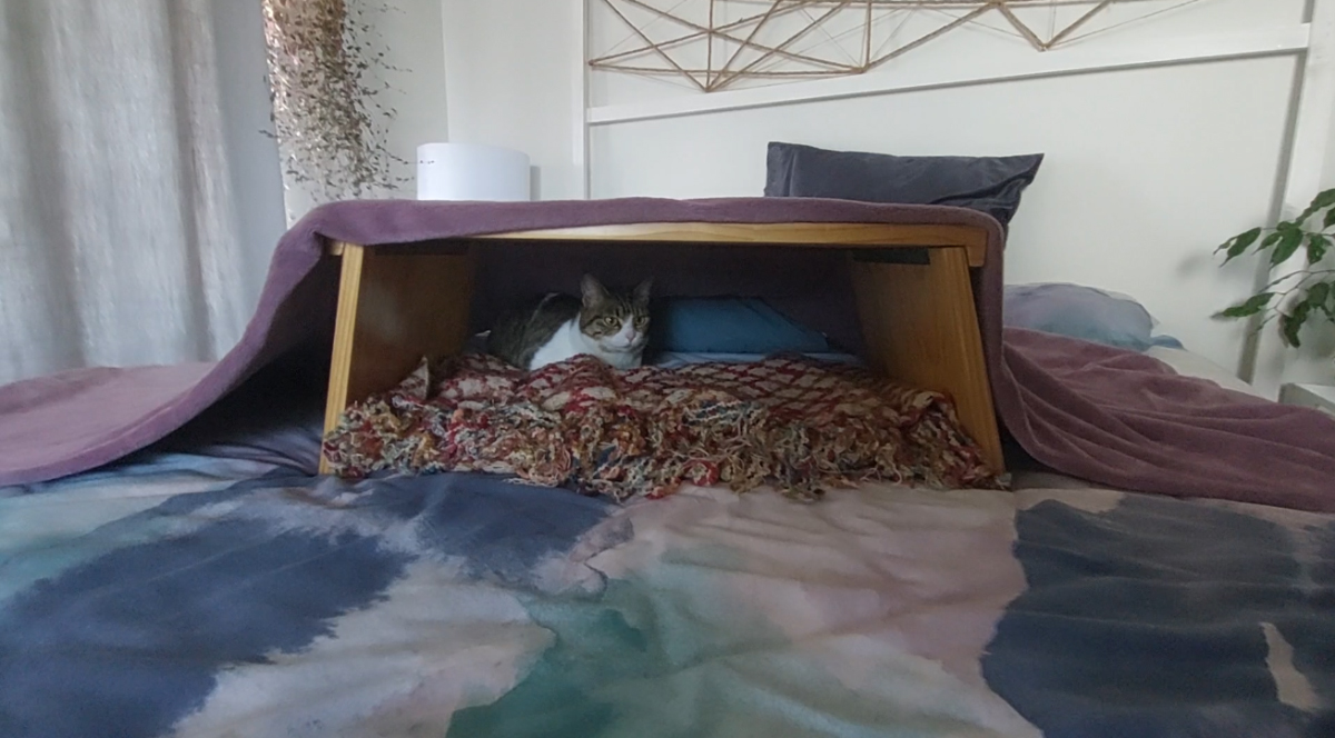 Milly's First Days In Cape Town: Helping a Cat Settle Into a New Home