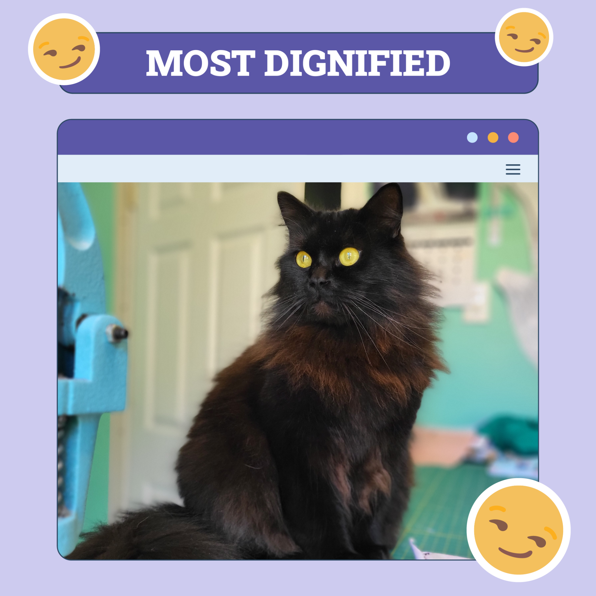 Most Dignified Cat Winner of the Week