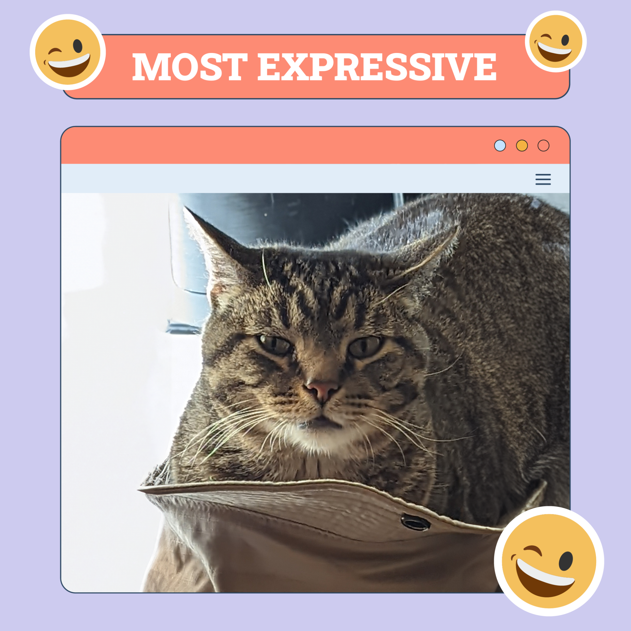 Most Expressive Cat
