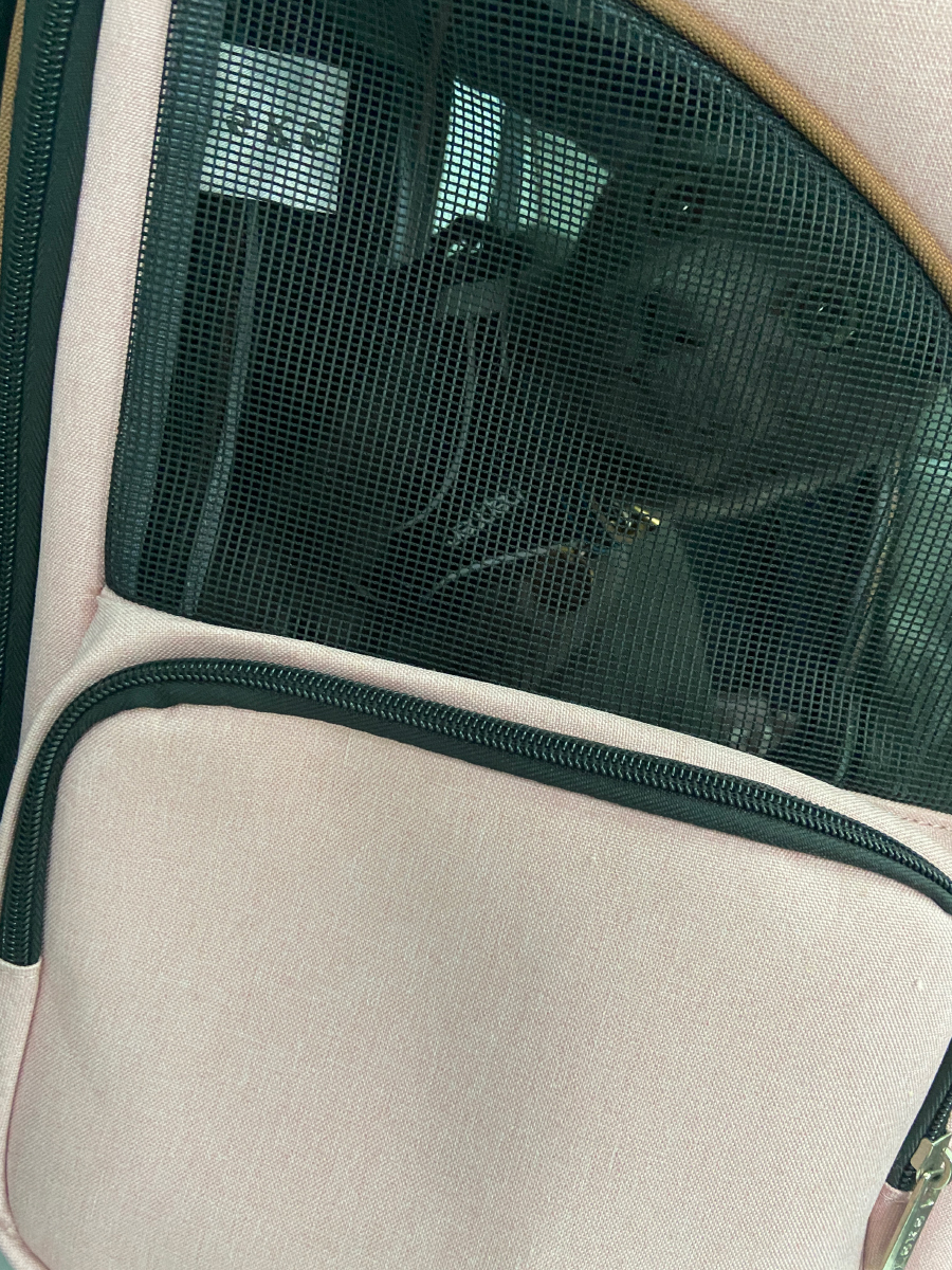 Raphael in a pet carrier