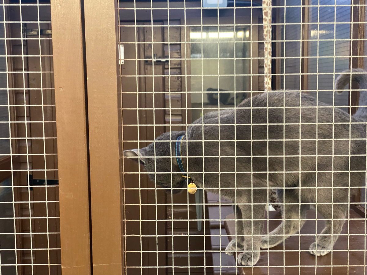 Raphael in the cage in cattery